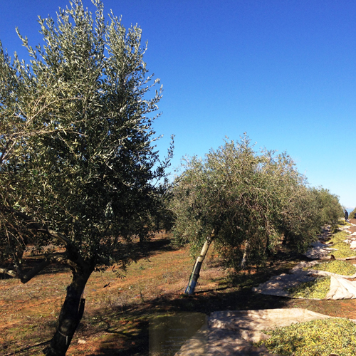 Valderrama Olijvengaard in Spanje